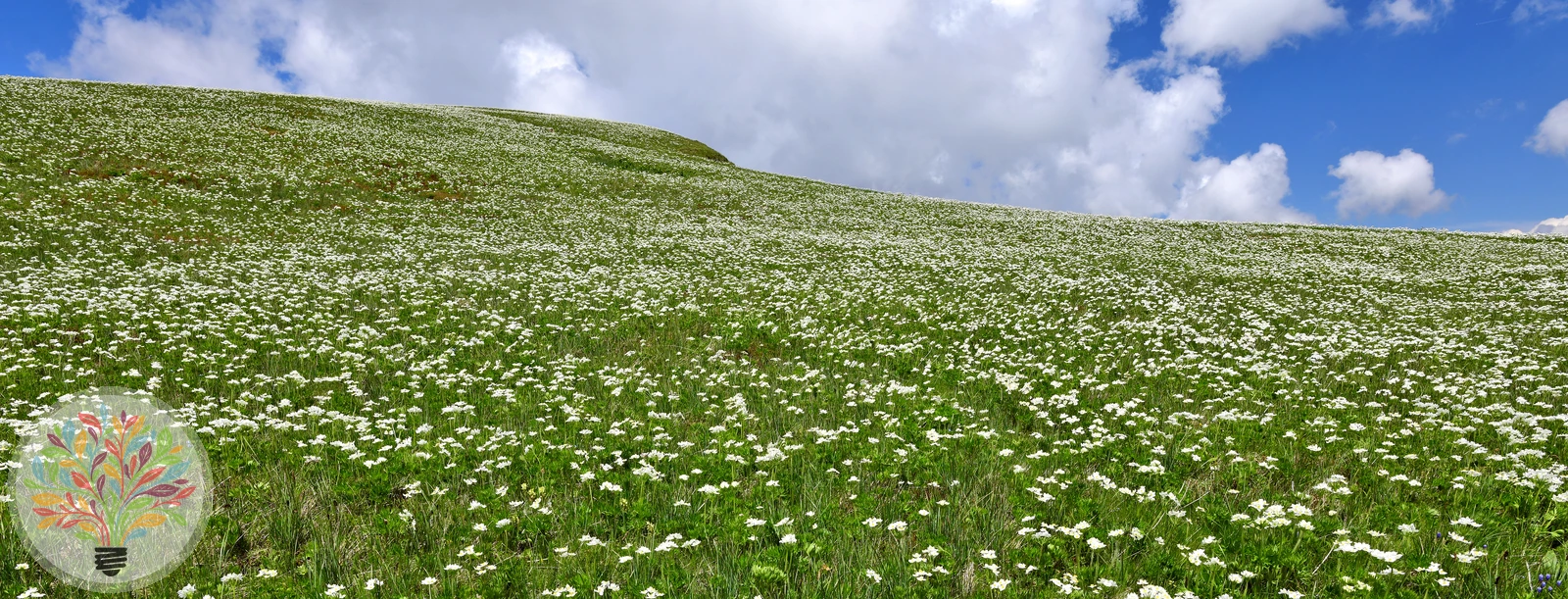 Alpen-Berghähnlein – Bild 3 von 3