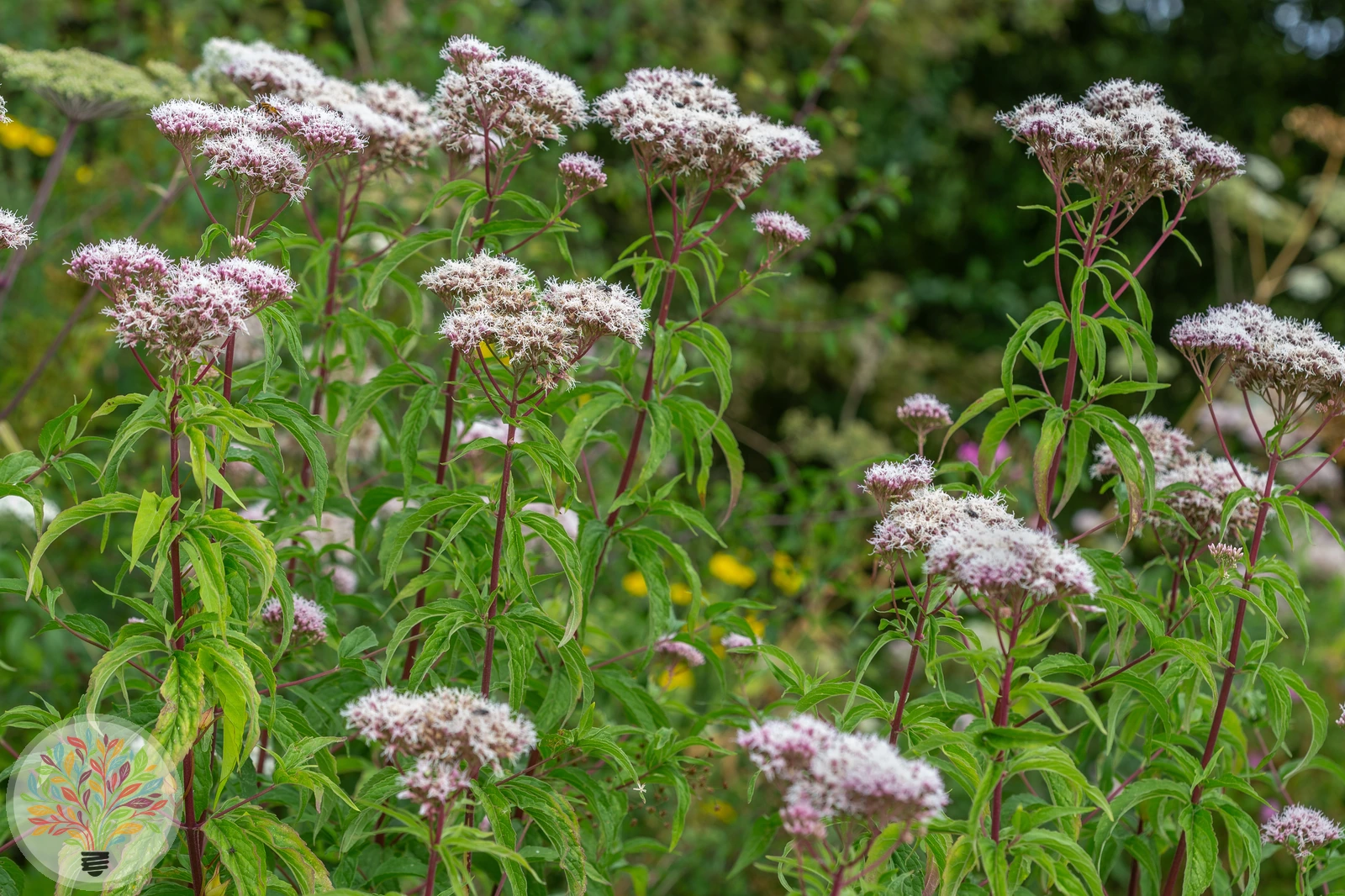 Gewöhnlicher Wasserdost – Bild 2 von 2