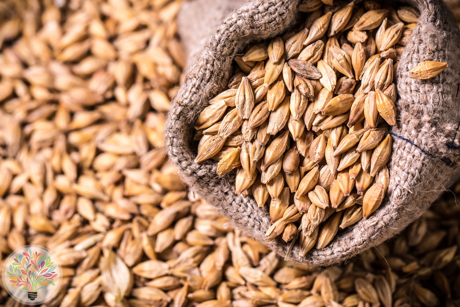 Hordeum vulgare – Afbeelding 5 van 5