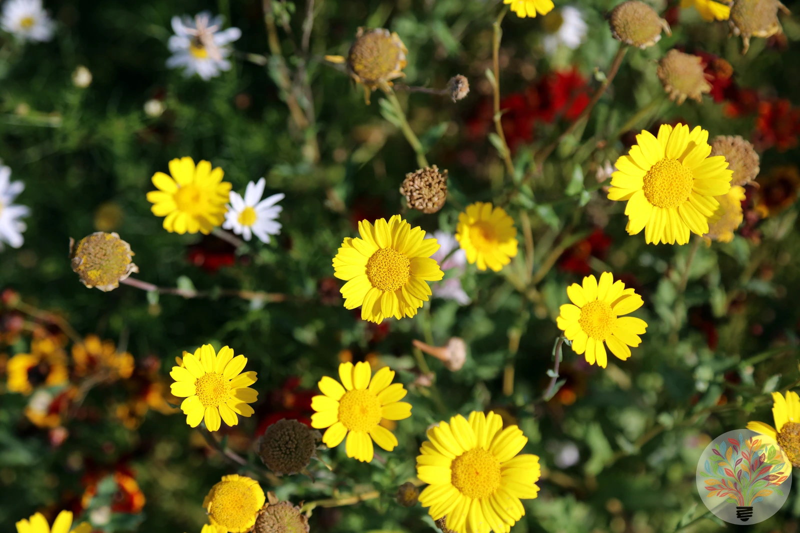 Saat-Wucherblume – Bild