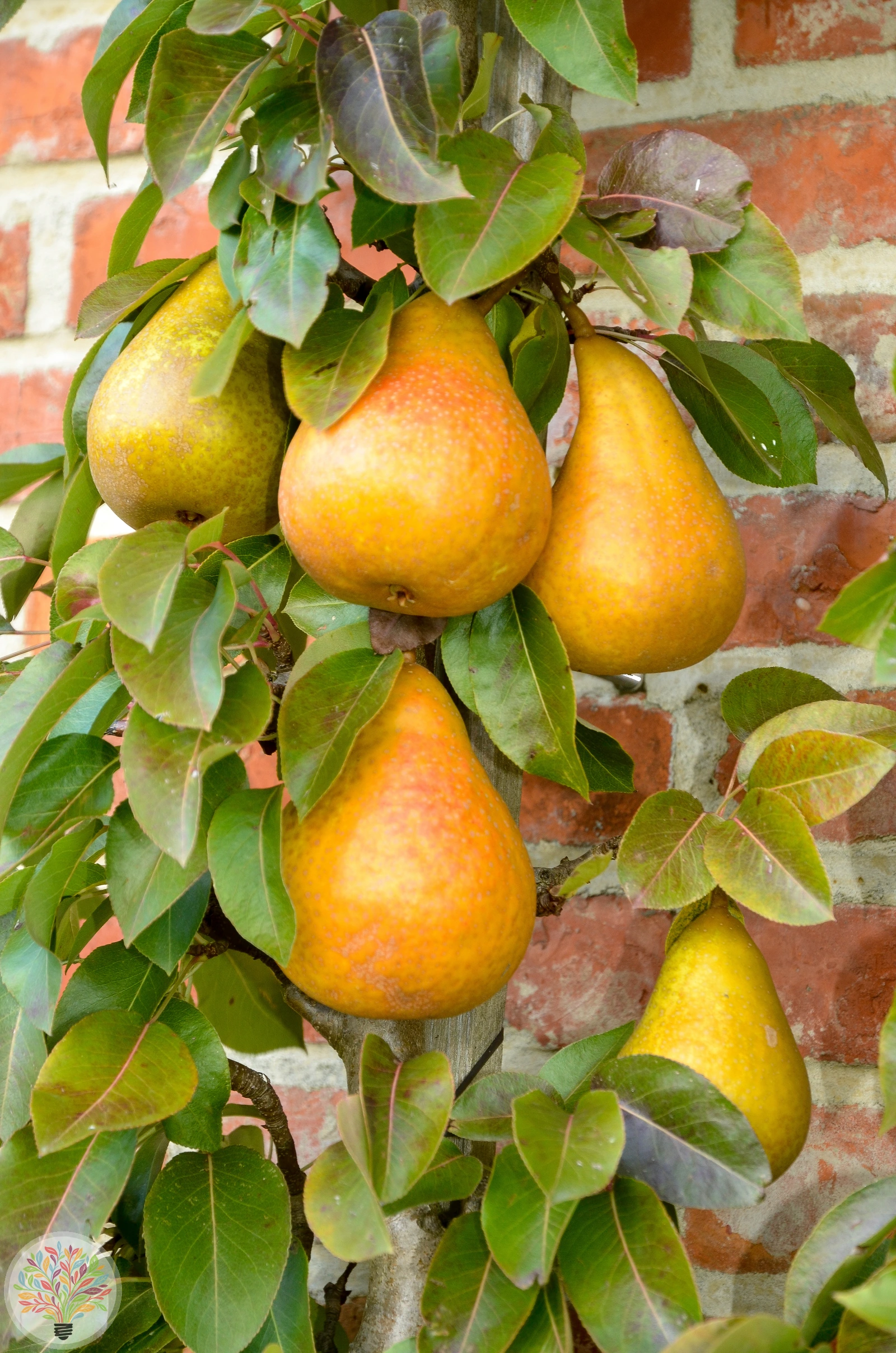 Pyrus communis – Afbeelding 13 van 18