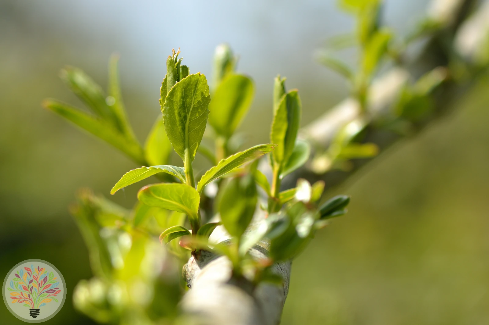 Salix fragilis – image 3 of 4