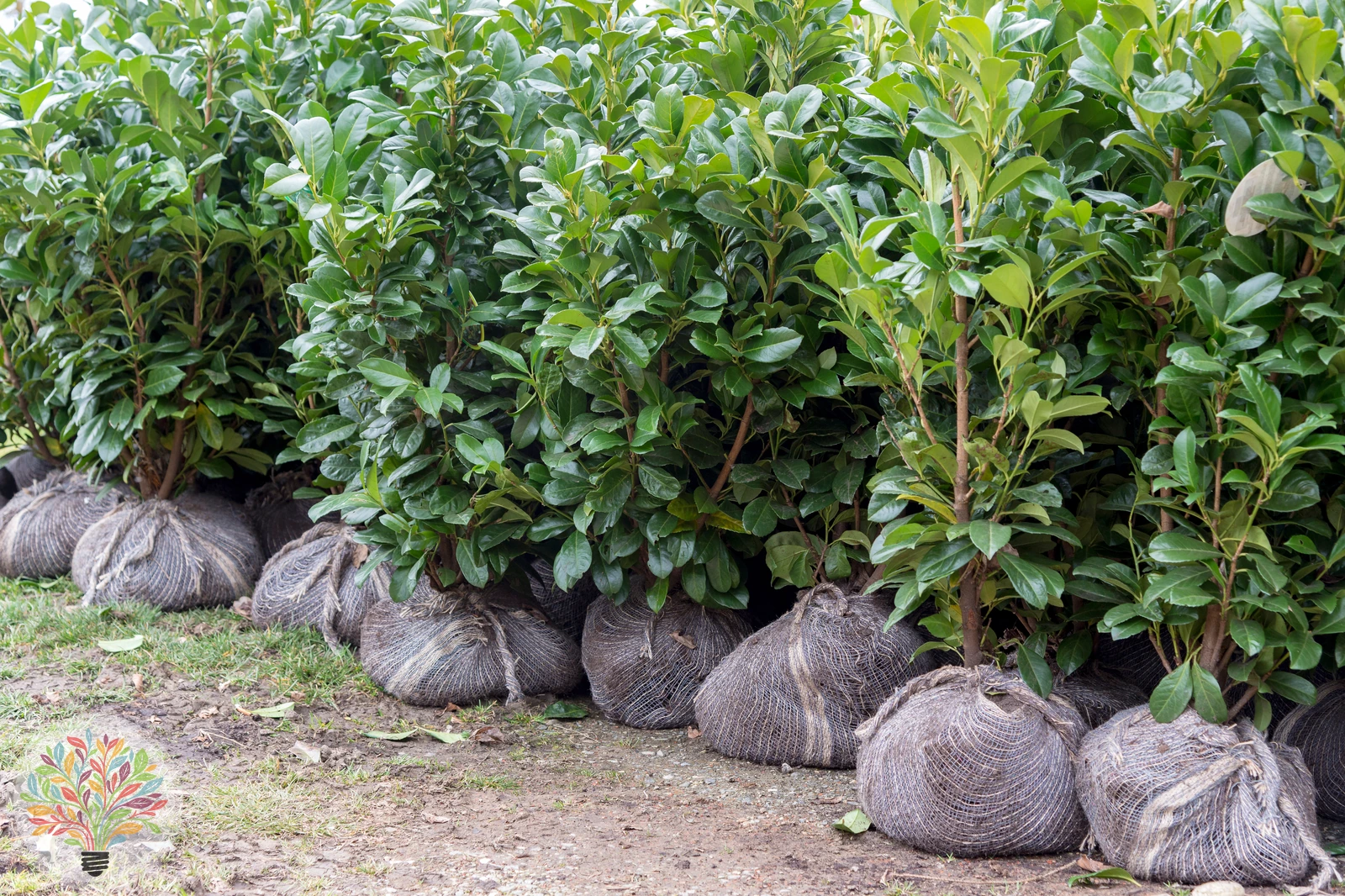 Prunus laurocerasus – Afbeelding 6 van 6