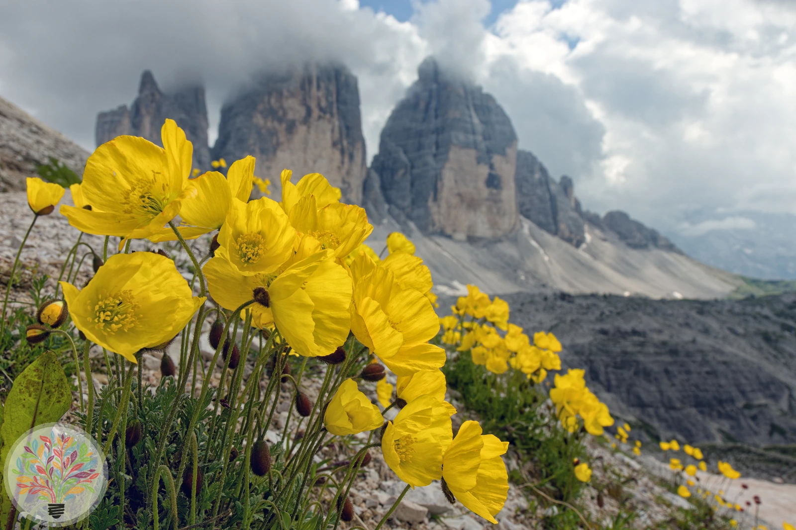 Alpen-Mohn – Bild 3 von 3