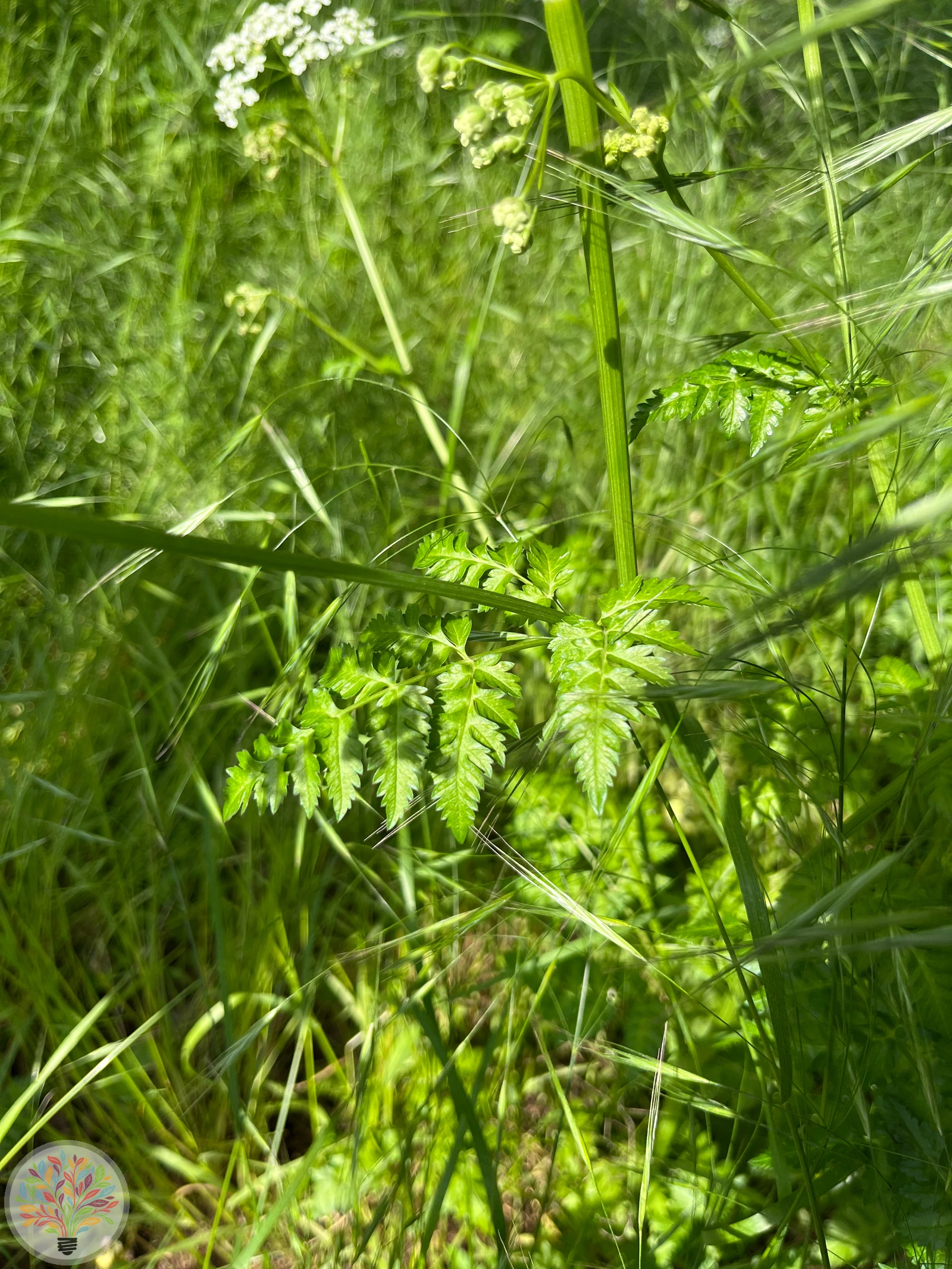 Gold-Kälberkropf – Bild 3 von 4