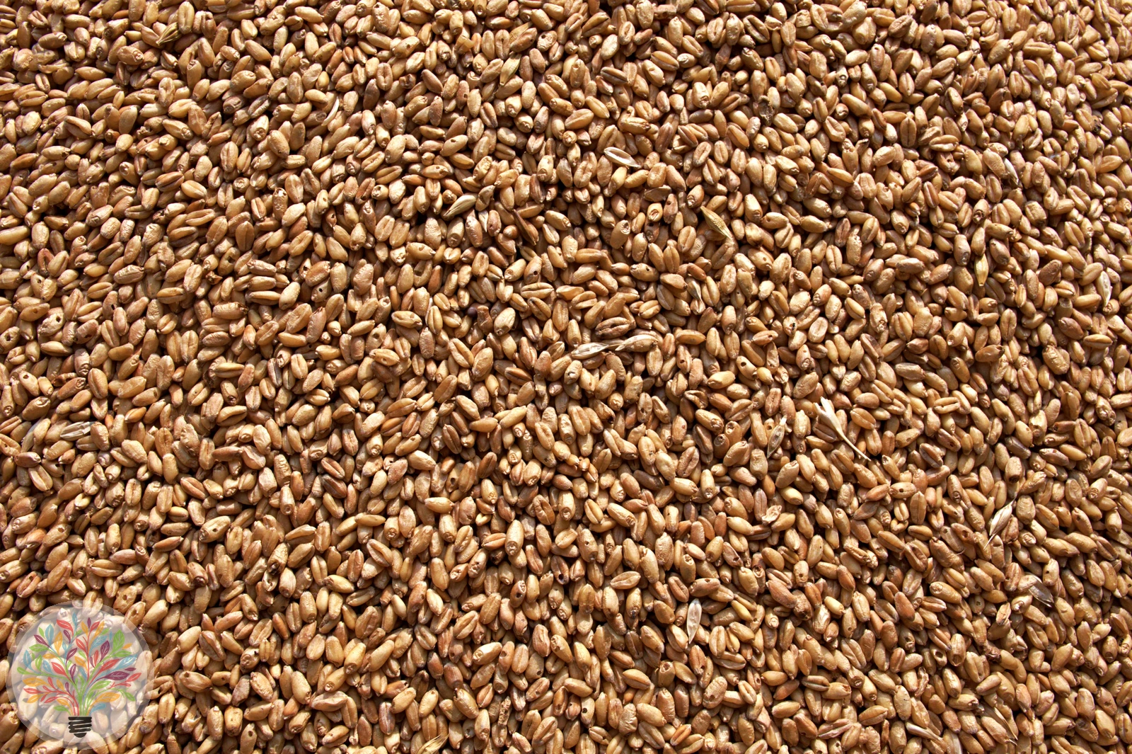 Triticum aestivum – Afbeelding 5 van 5
