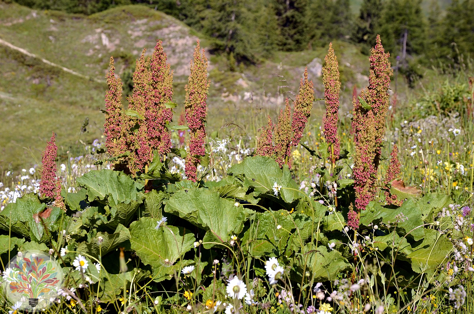 Rumex alpinus – Afbeelding 1 van 2