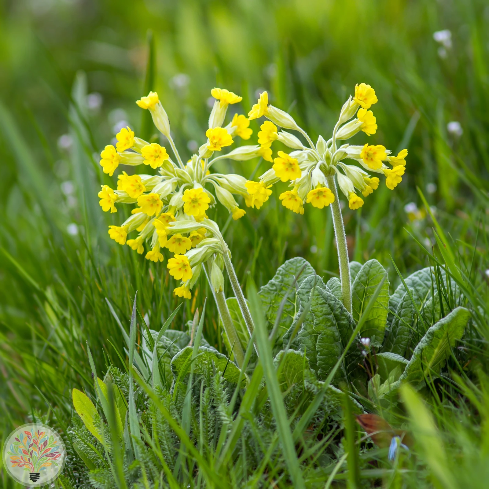 Wiesen-Primel – Bild