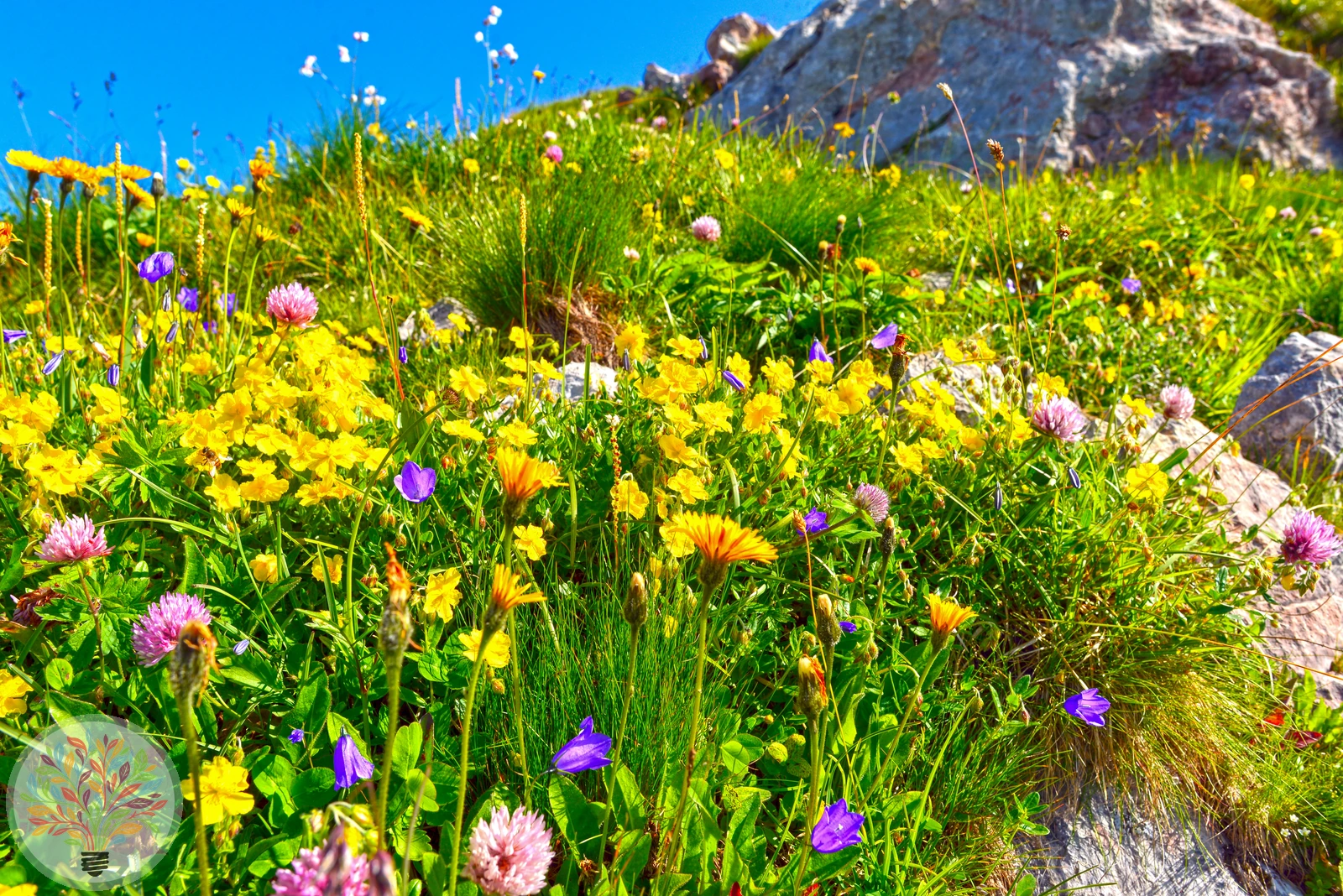 Helianthemum alpestre – Attēls 2 no 2