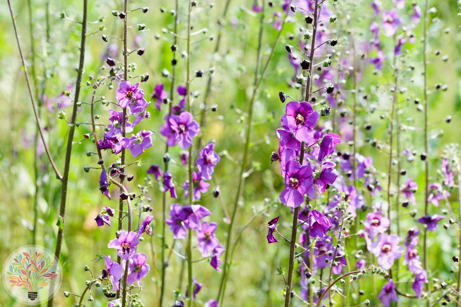 Purpur-Königskerze – Bild