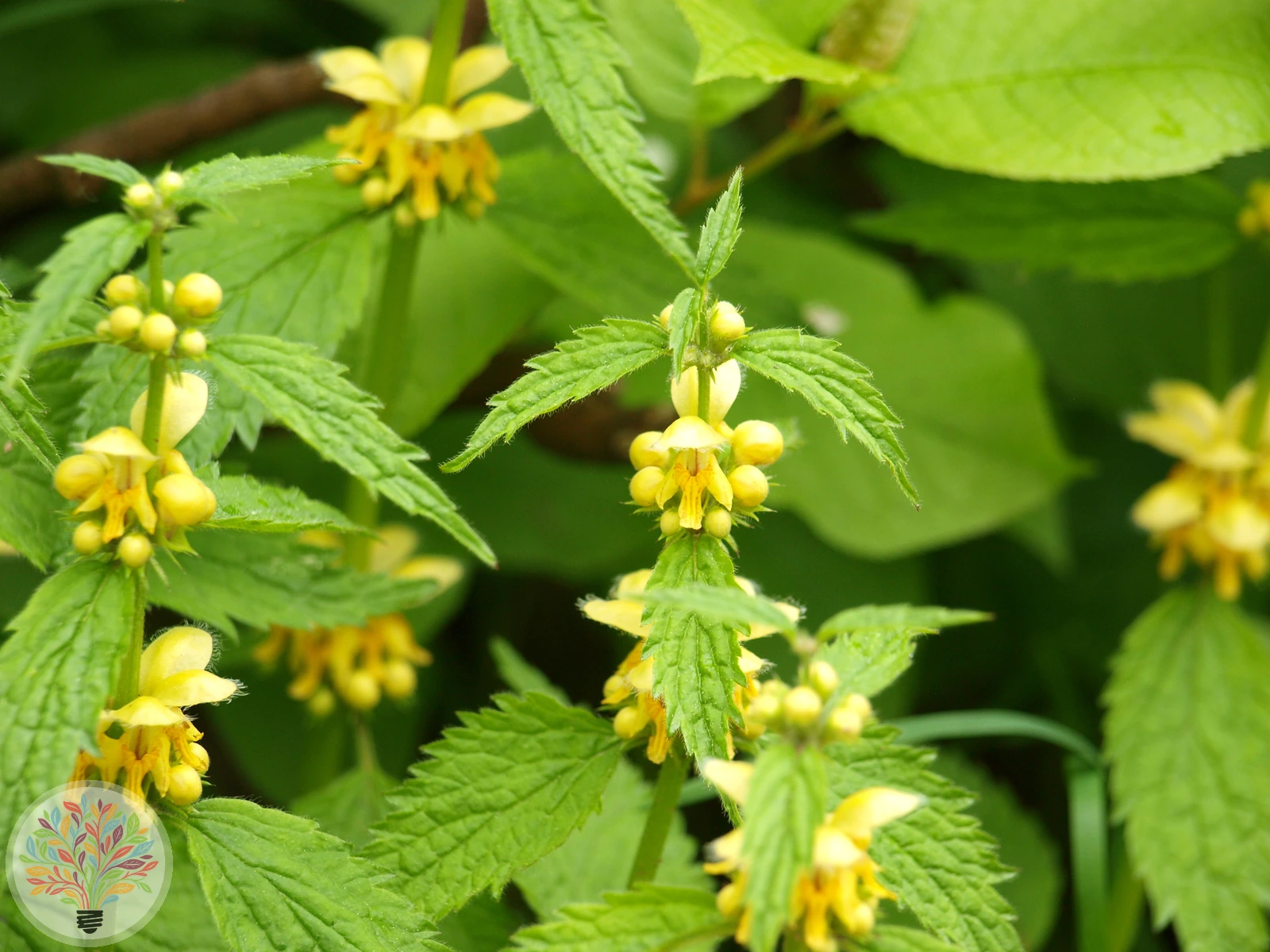 Goldnessel – Bild 2 von 4