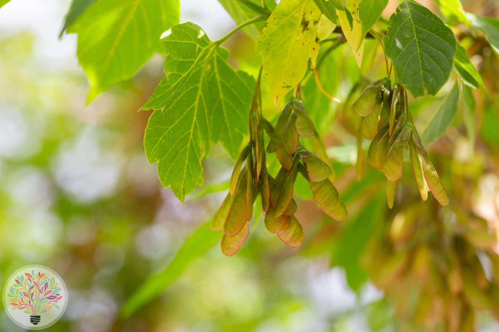 Acer negundo – Afbeelding 3 van 3