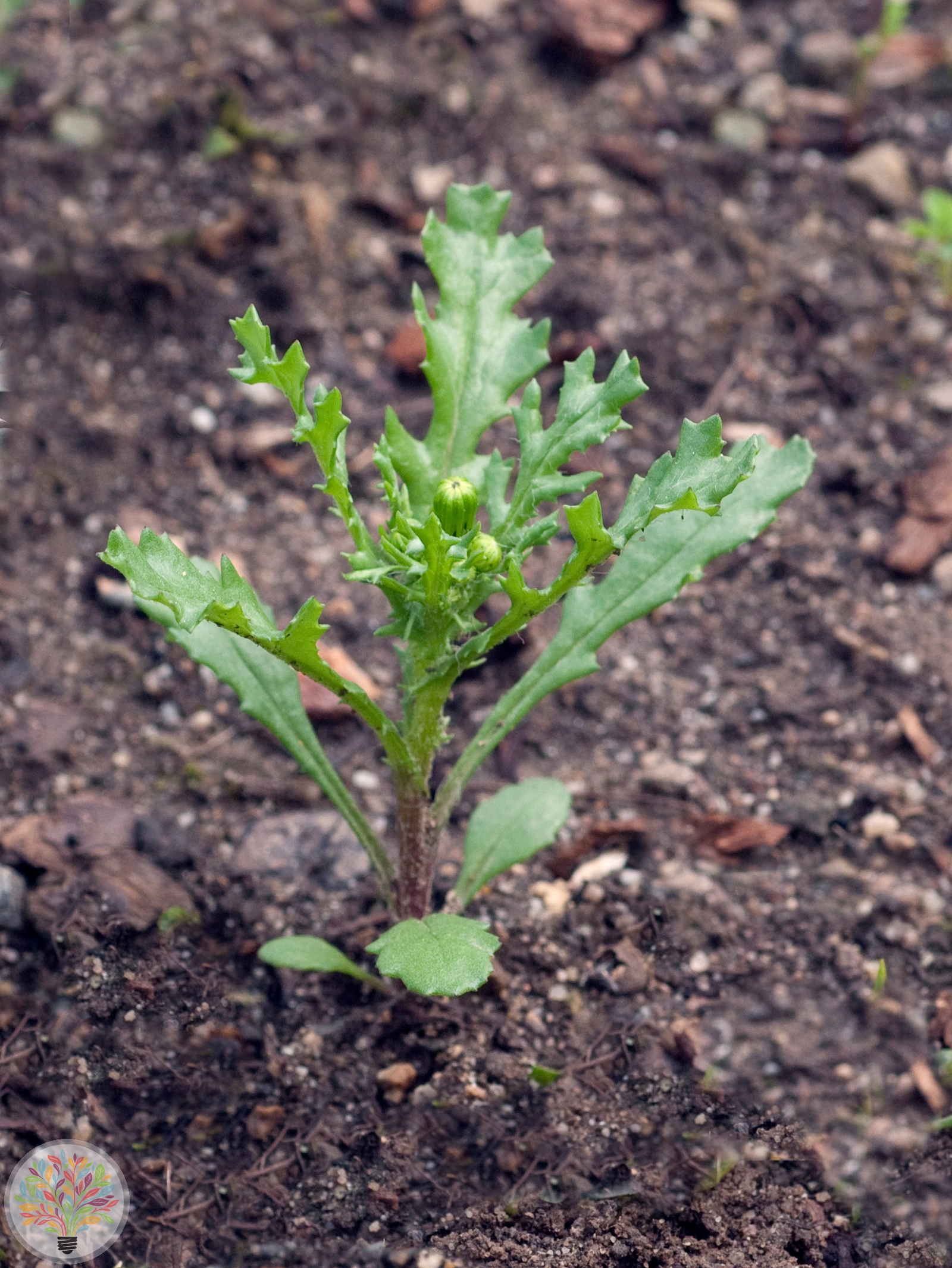 Gewöhnliches Greiskraut – Bild 4 von 4