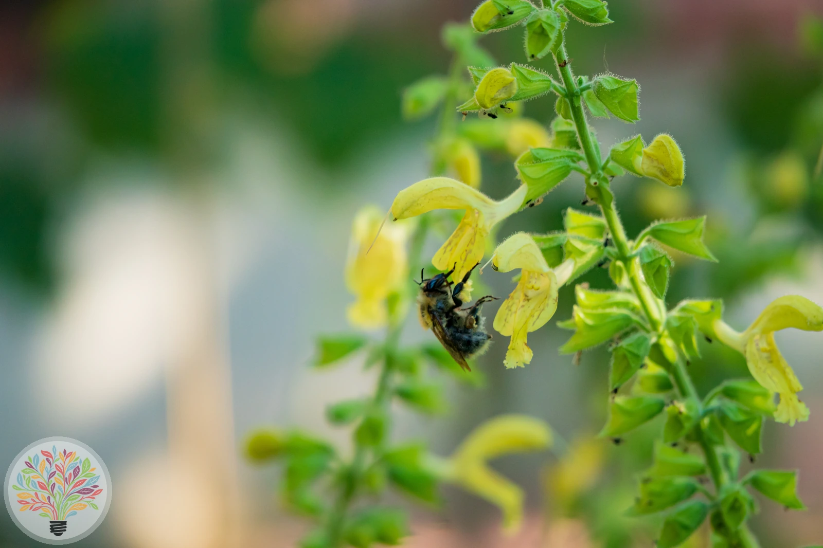 Kleb-Salbei – Bild 2 von 2