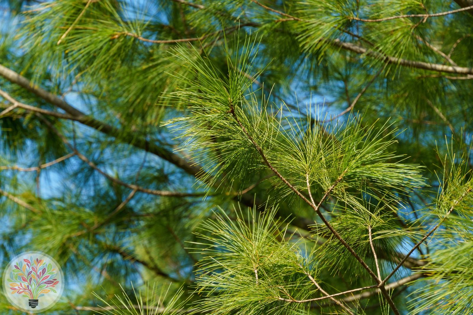 Pinus strobus – Afbeelding 3 van 5