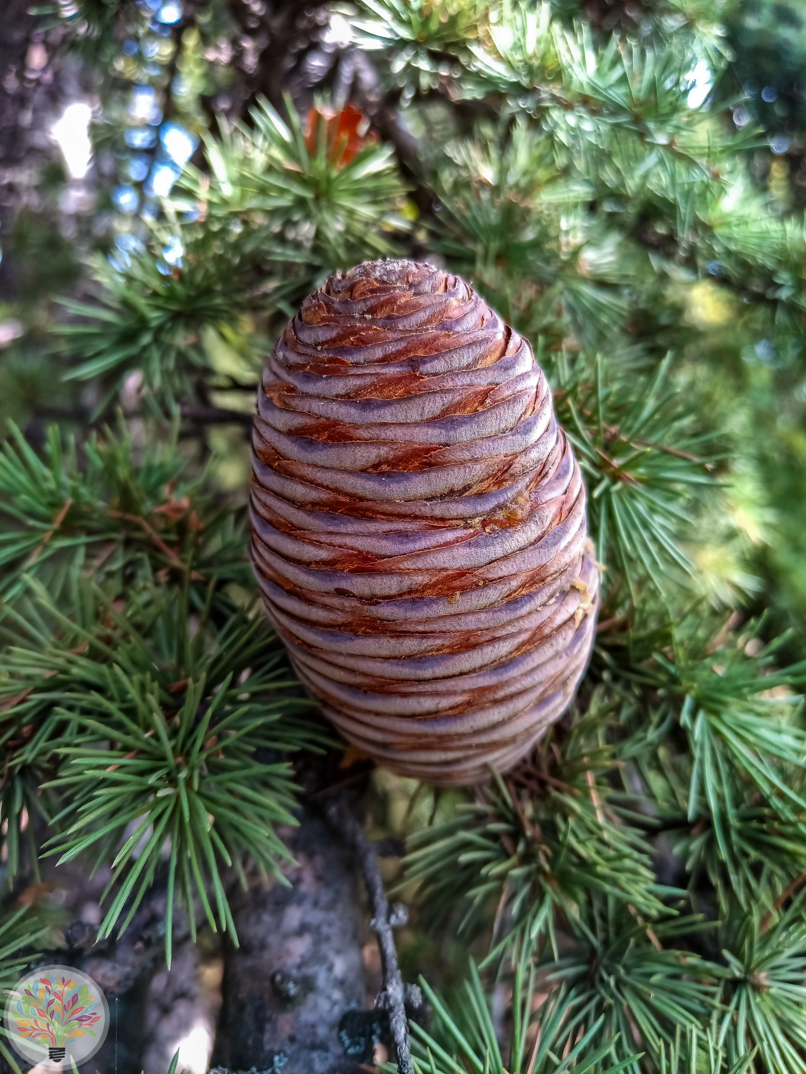 Cedrus atlantica – Afbeelding 2 van 4