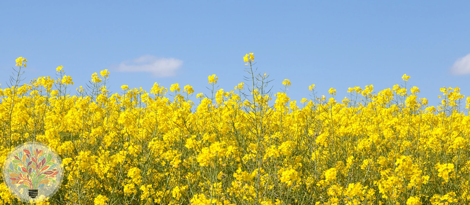 Raps – Bild 1 von 5
