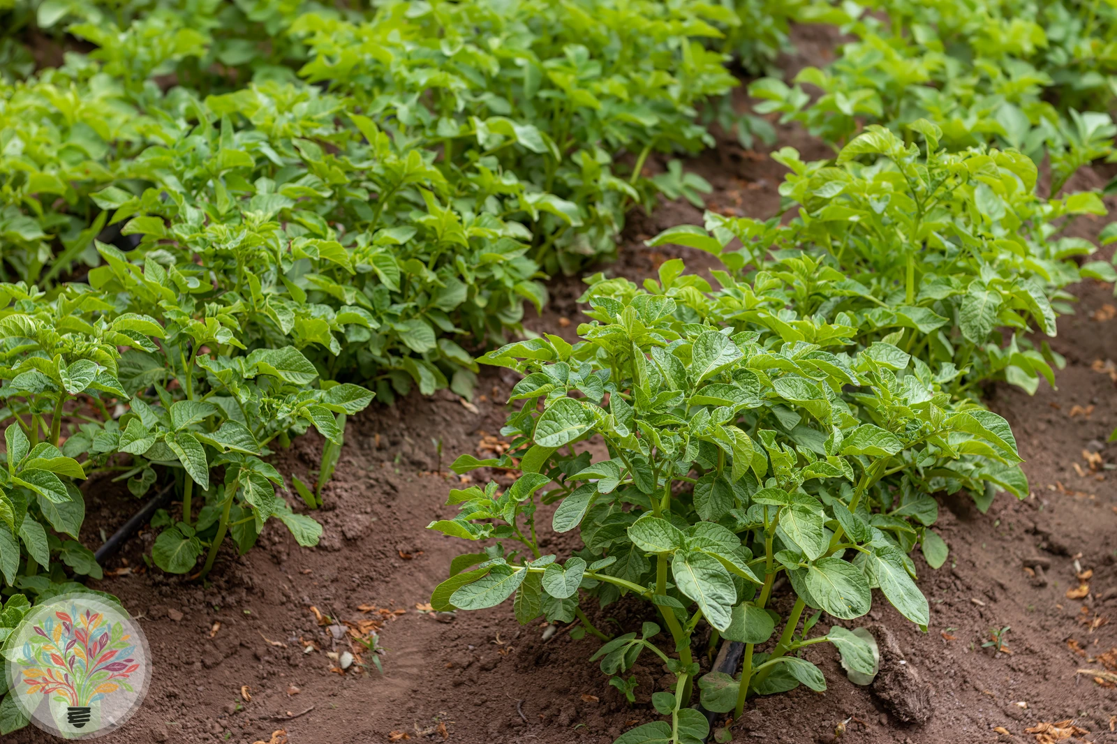 Solanum tuberosum – Afbeelding 2 van 10