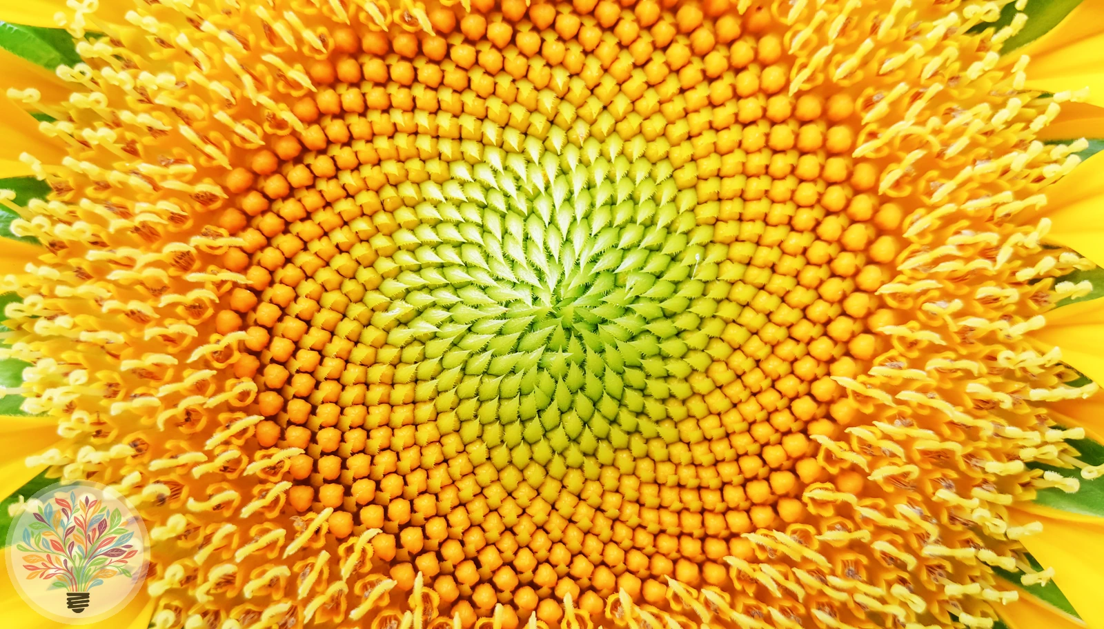 Helianthus annuus – Afbeelding 3 van 6
