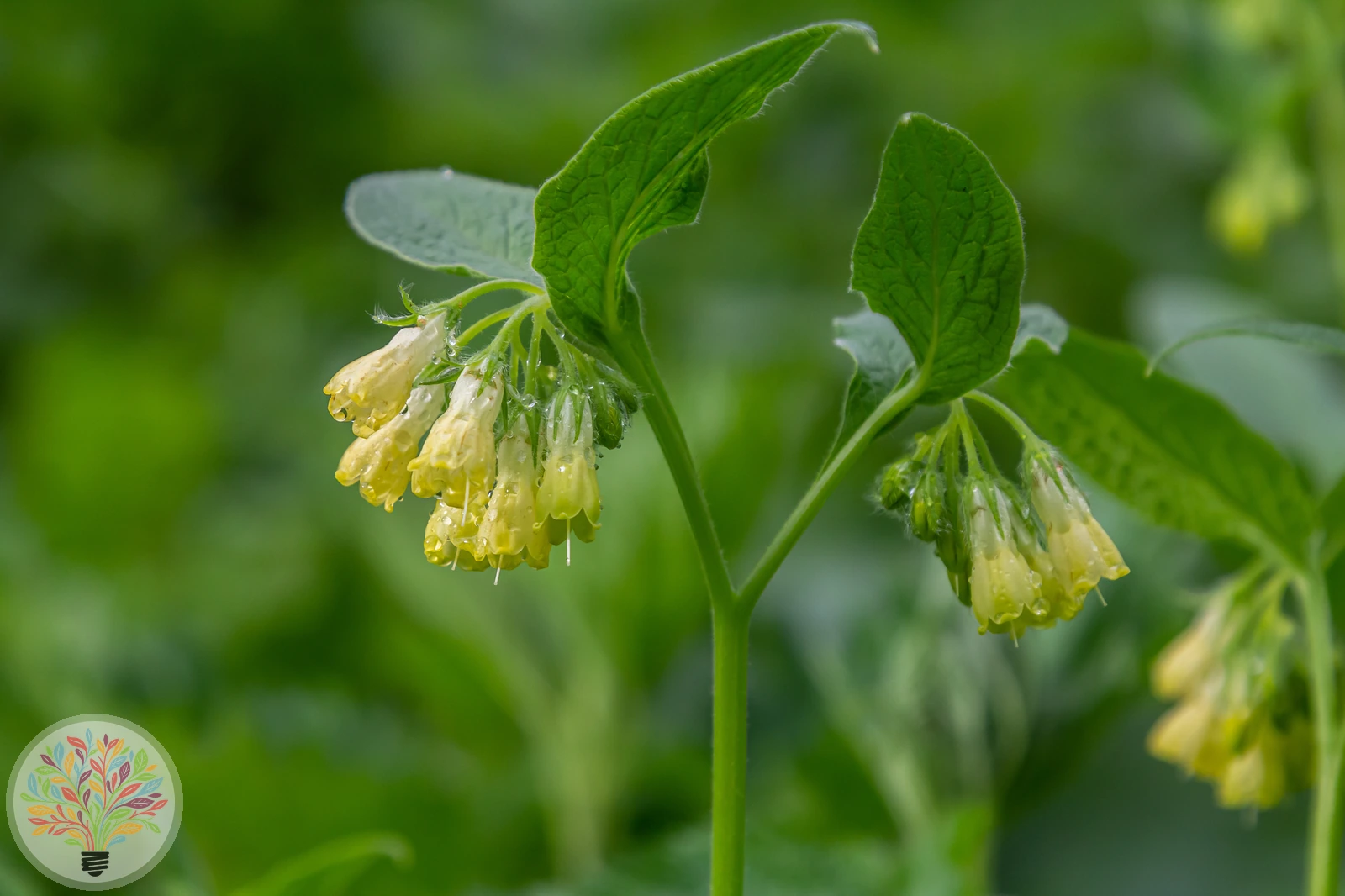 Knoten-Beinwell – Bild 2 von 2