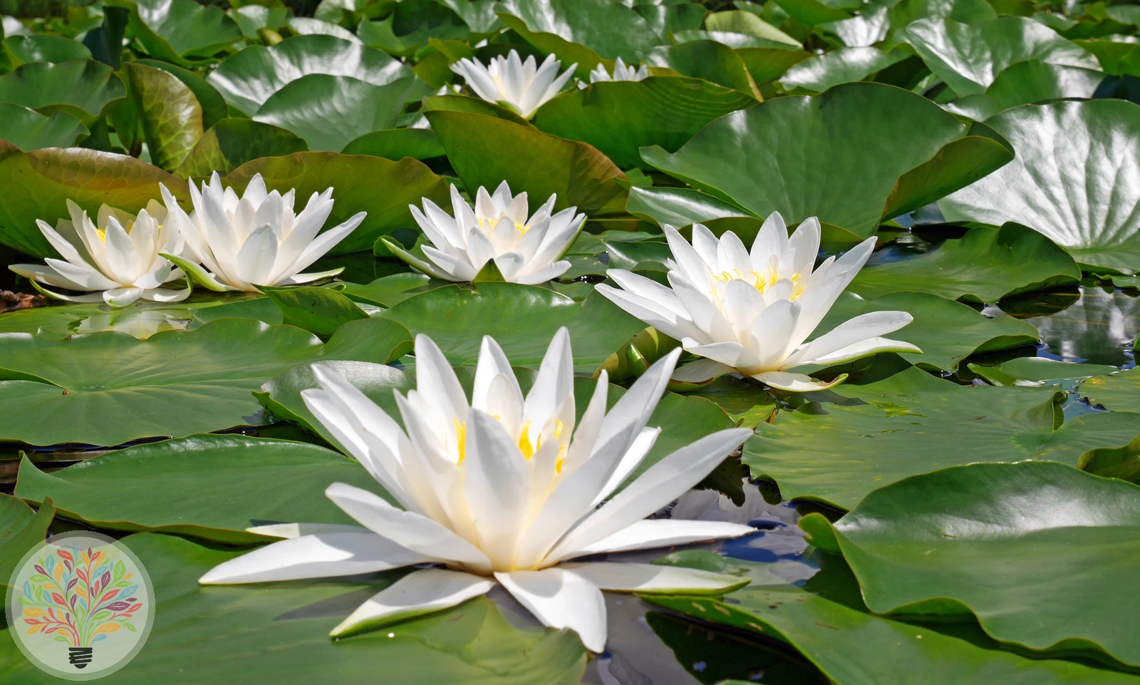 Weiße Seerose – Bild 3 von 4