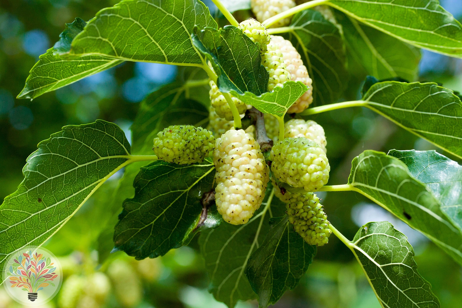 Morus alba – Afbeelding 3 van 3