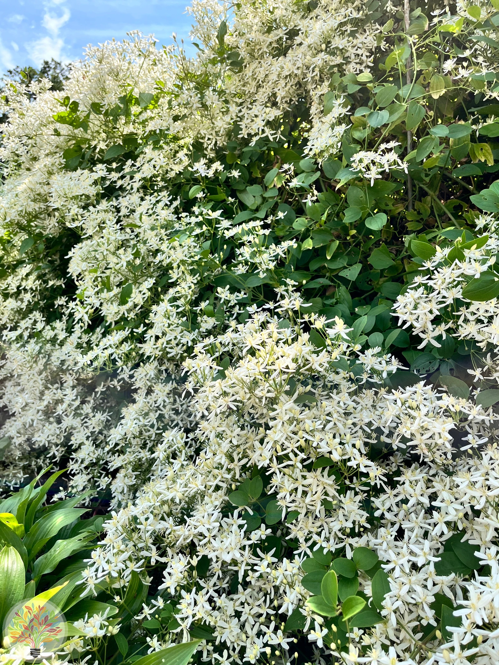 Clematis recta – Afbeelding 2 van 3