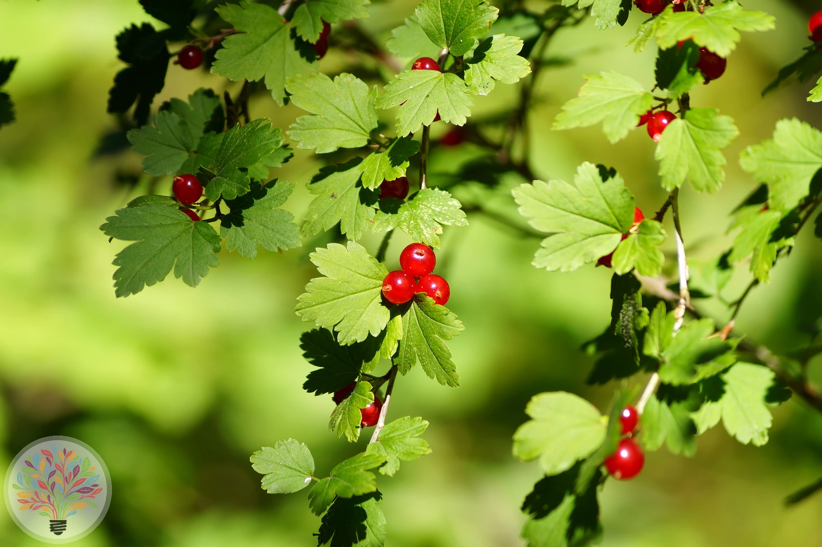 Ribes alpinum – Afbeelding 3 van 3