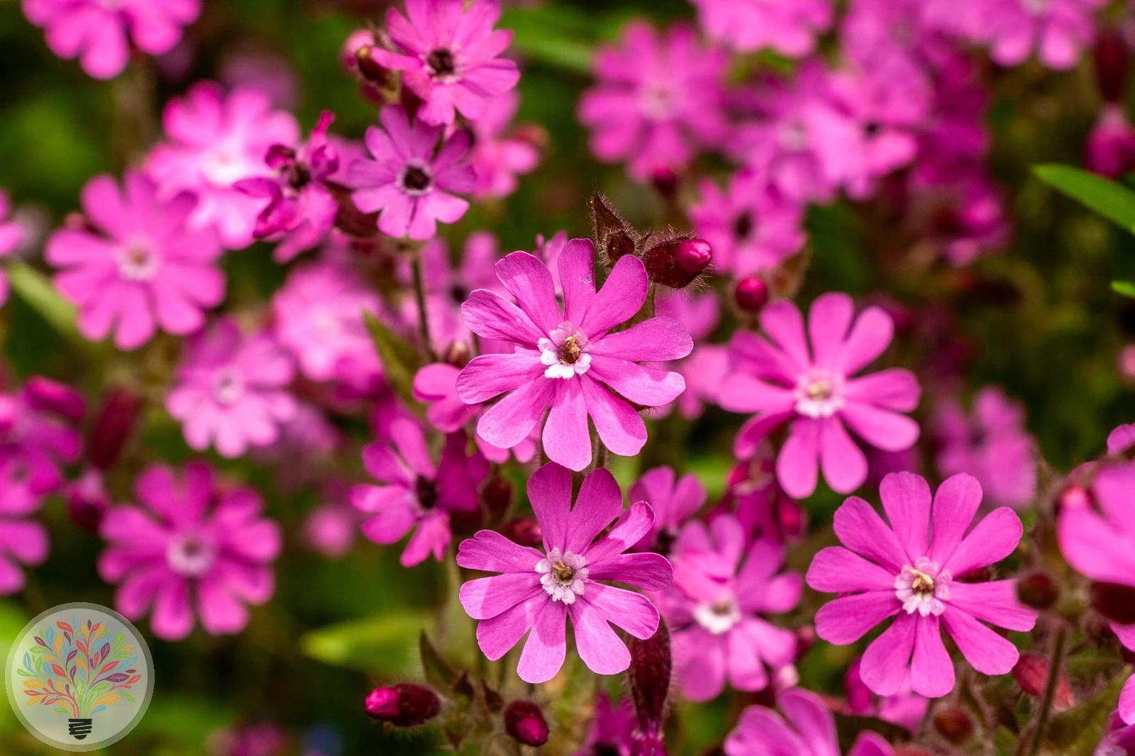 Rote Lichtnelke – Bild 2 von 2