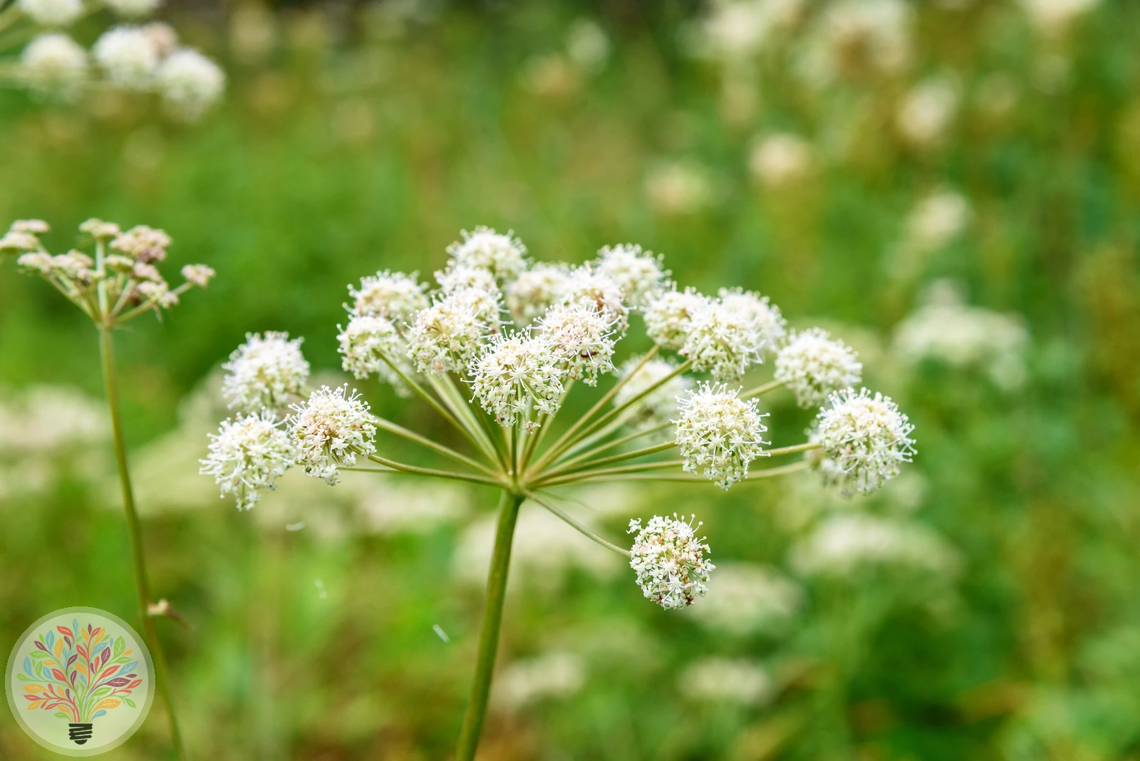Angelica archangelica – image 3 of 4