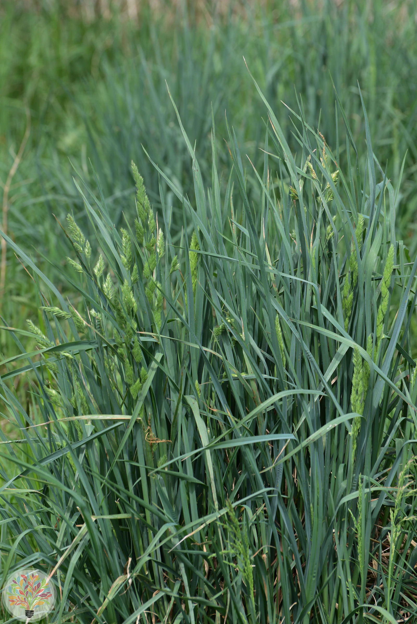 Gewöhnliches Knaulgras – Bild 3 von 3