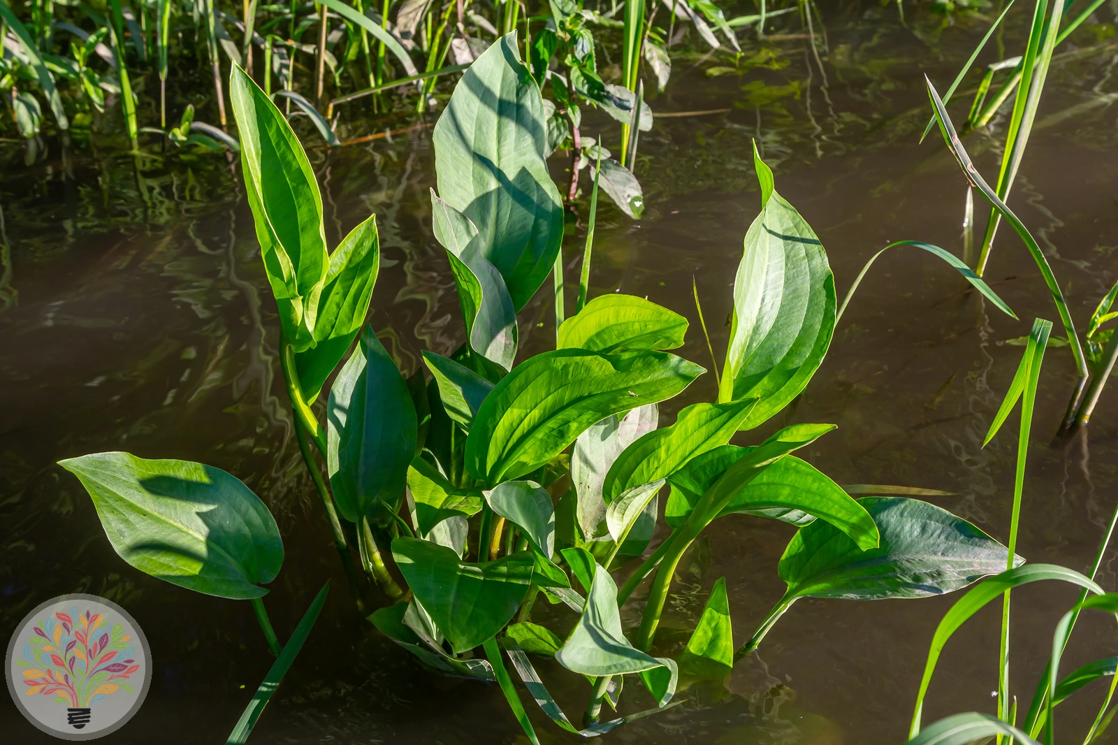 Gewöhnlicher Froschlöffel – Bild 3 von 4