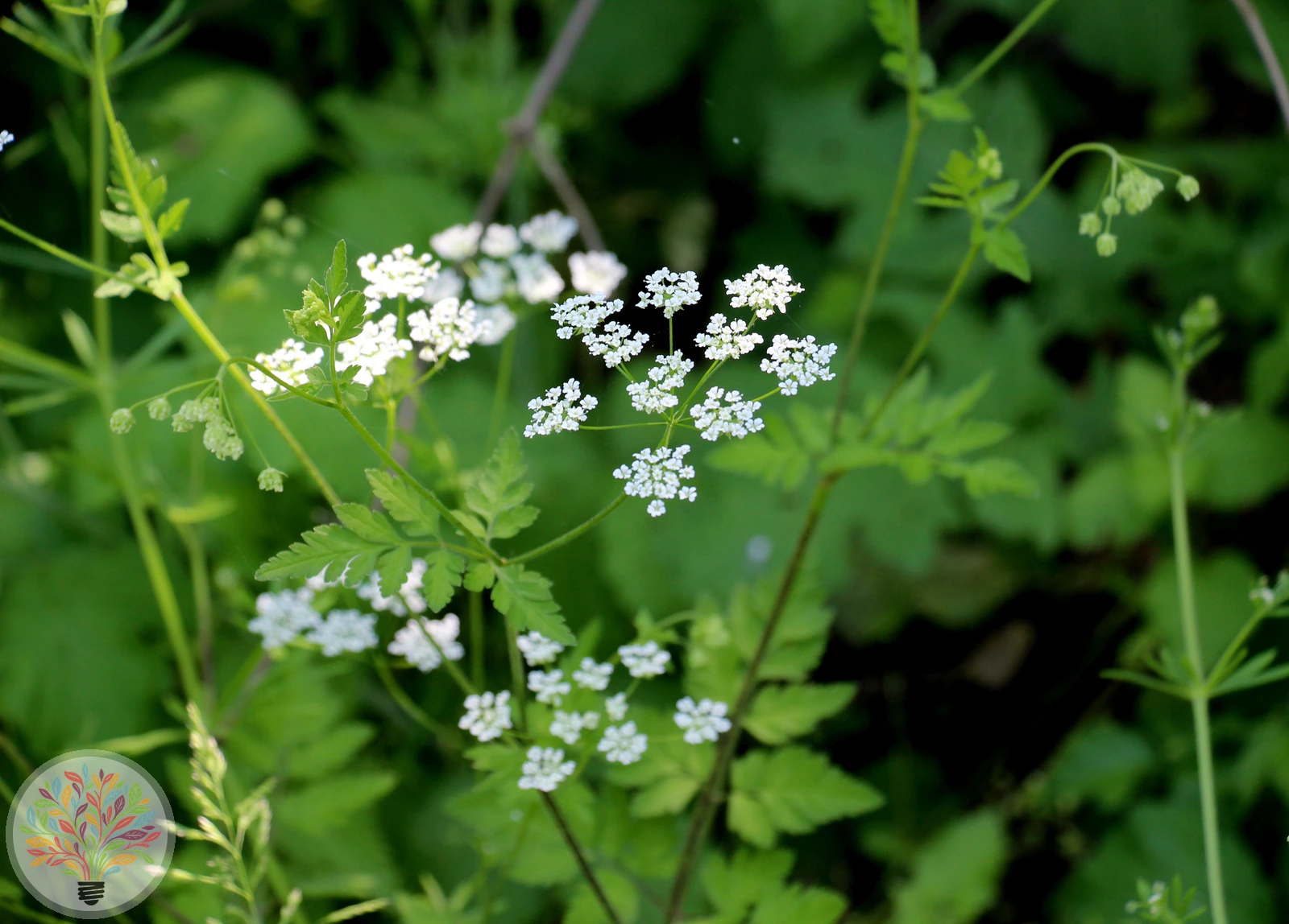 Betäubender Kälberkropf – Bild