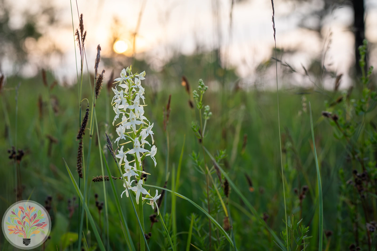 Weiße Waldhyazinthe – Bild 1