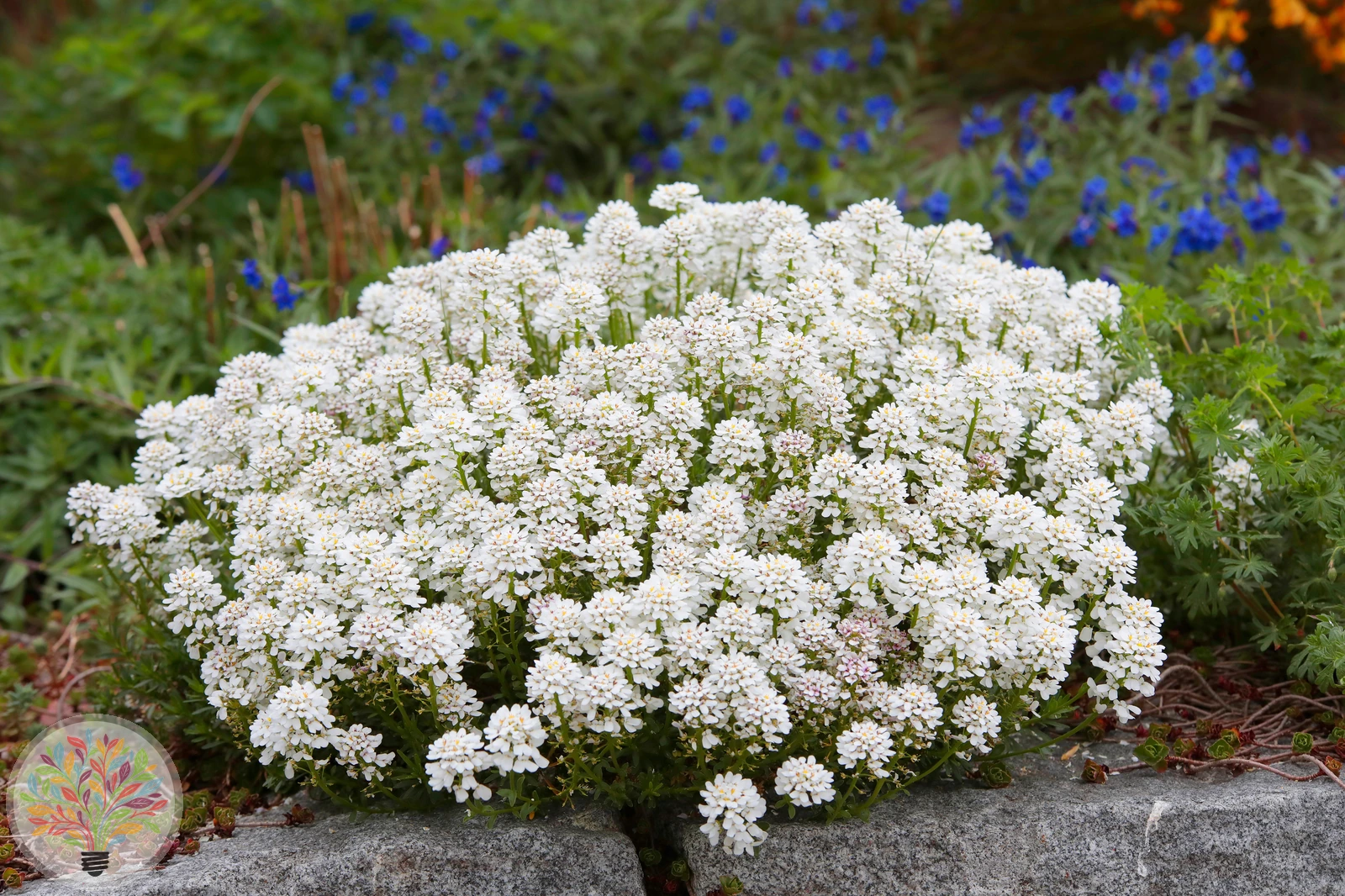 Iberis sempervirens – Afbeelding 2 van 3