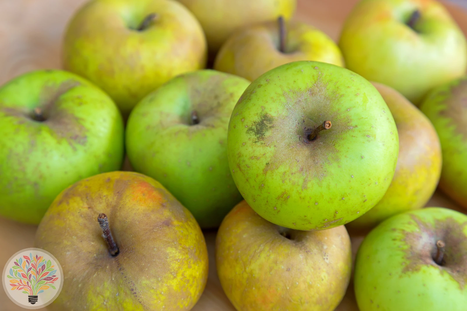 Malus domestica – Afbeelding 10 van 22