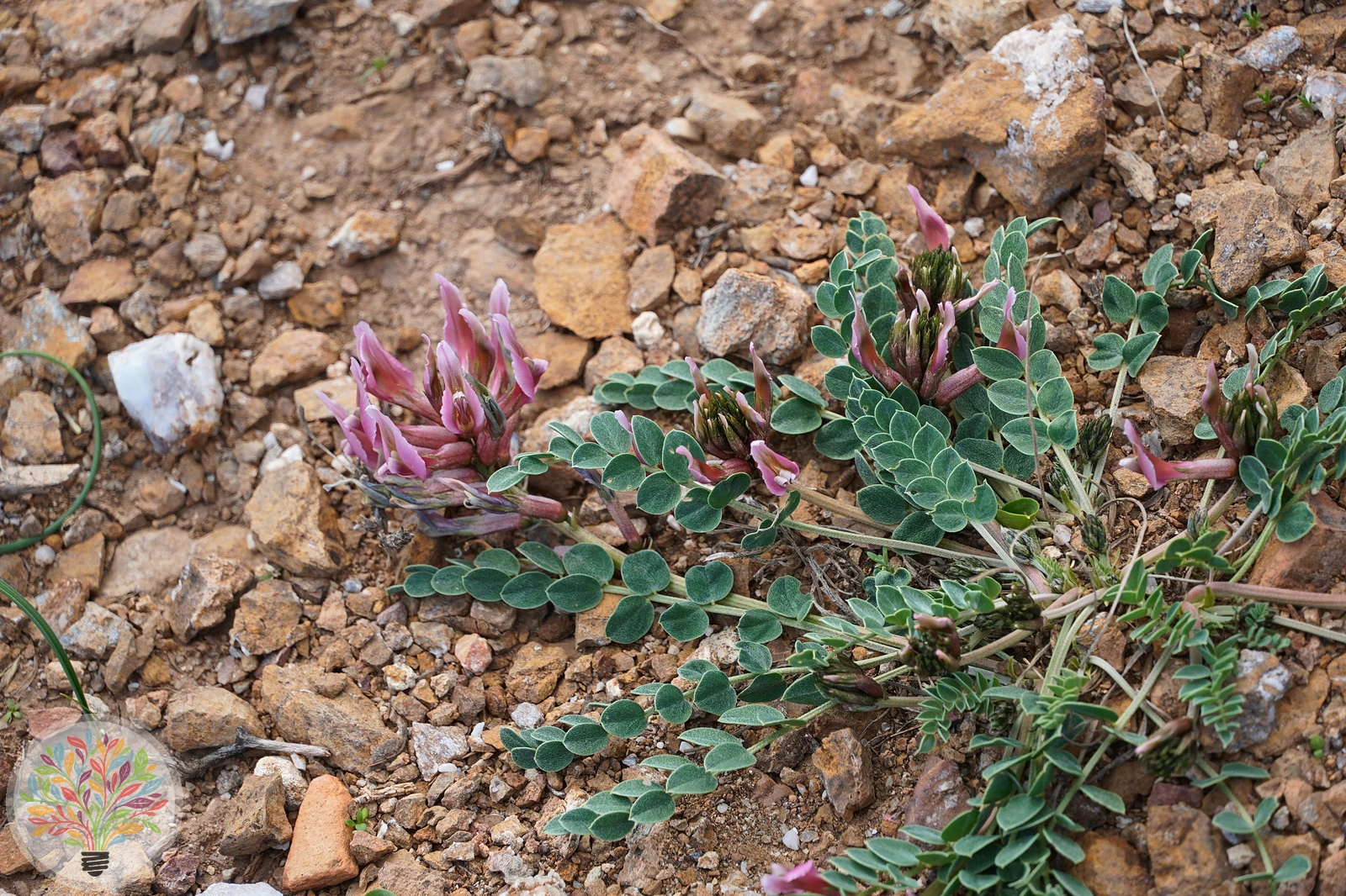 Astragalus monspessulanus – Bild 1 von 3