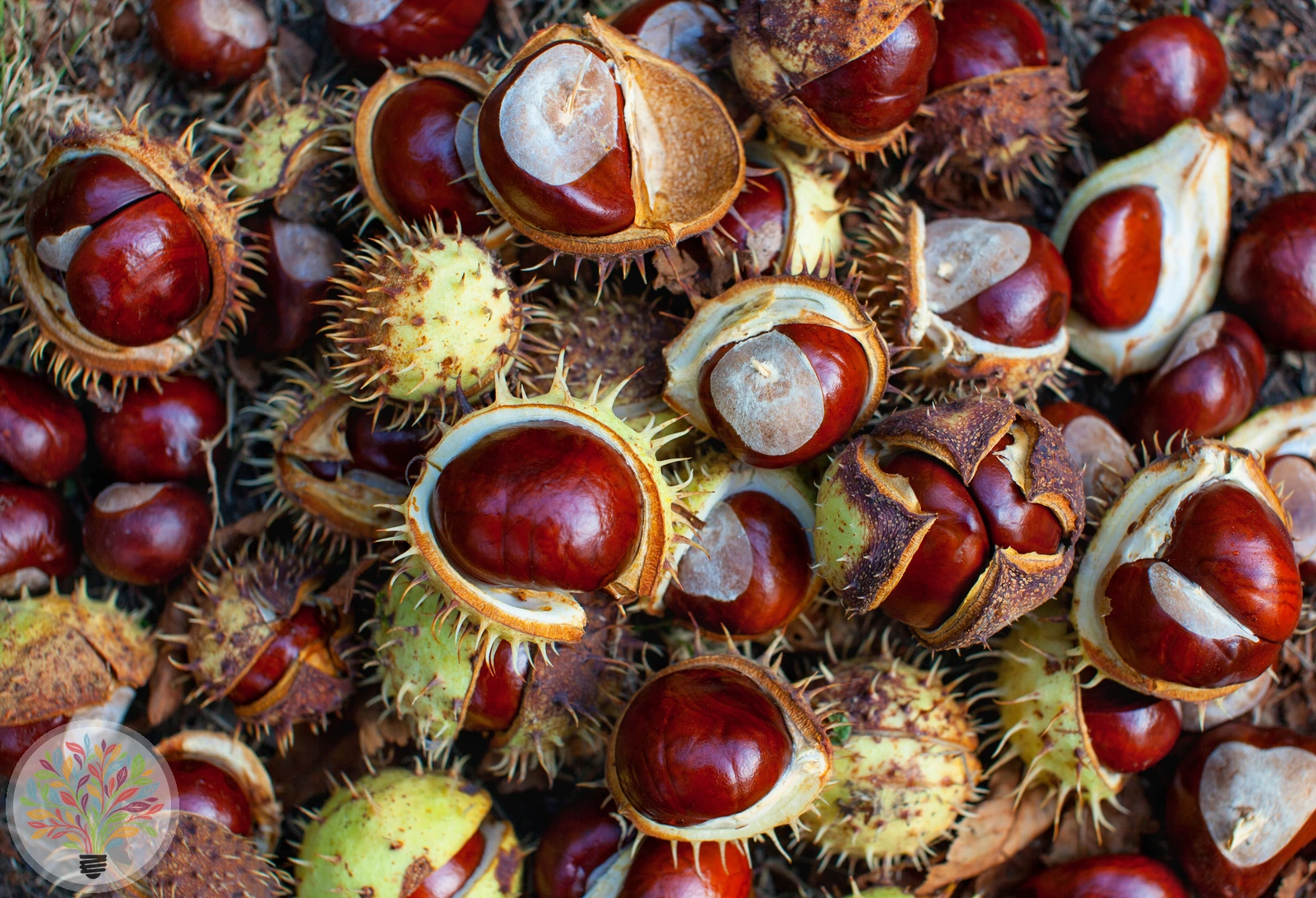 Aesculus hippocastanum – Afbeelding 5 van 7