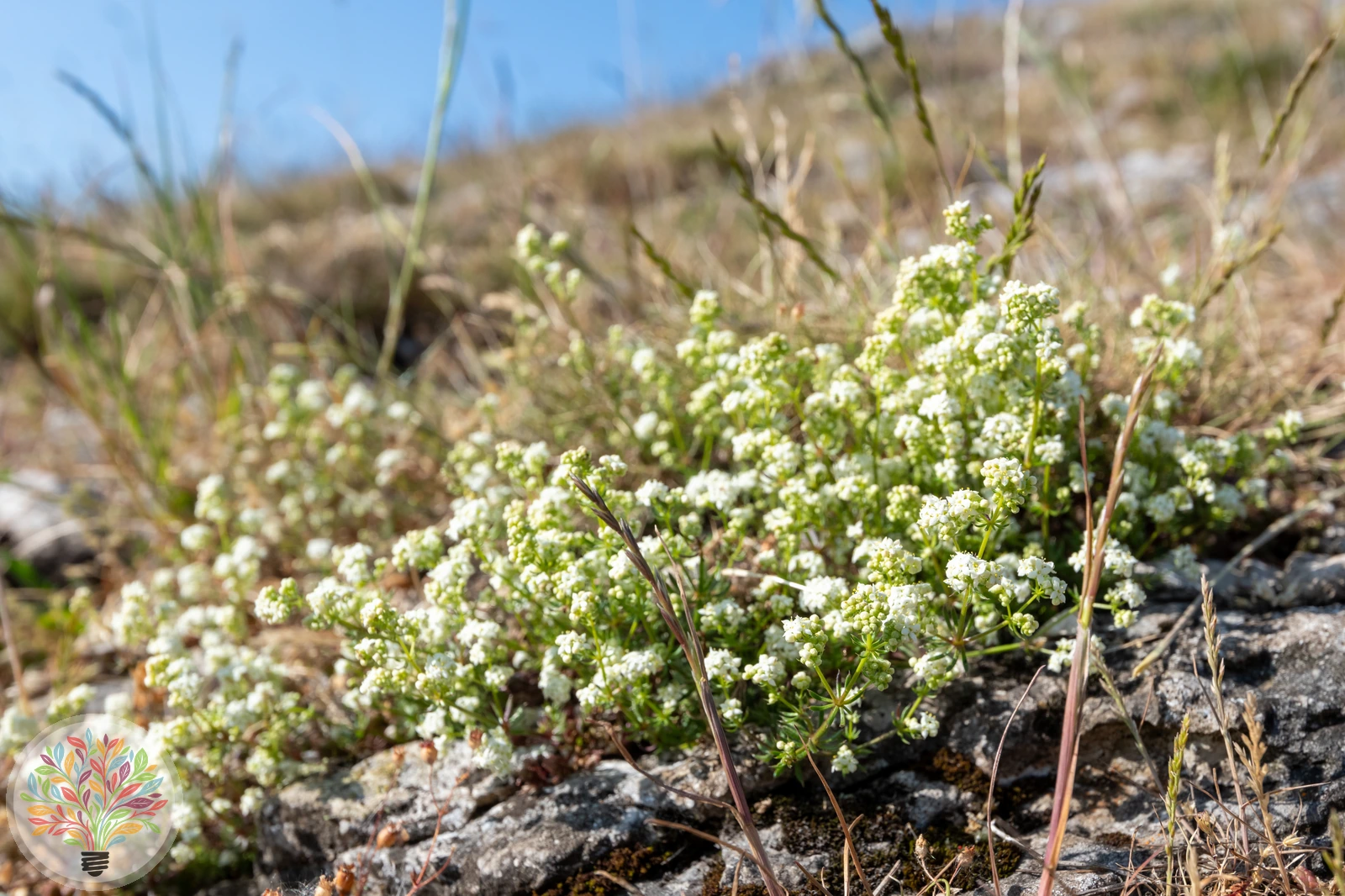 Harzer Labkraut – Bild 4 von 4