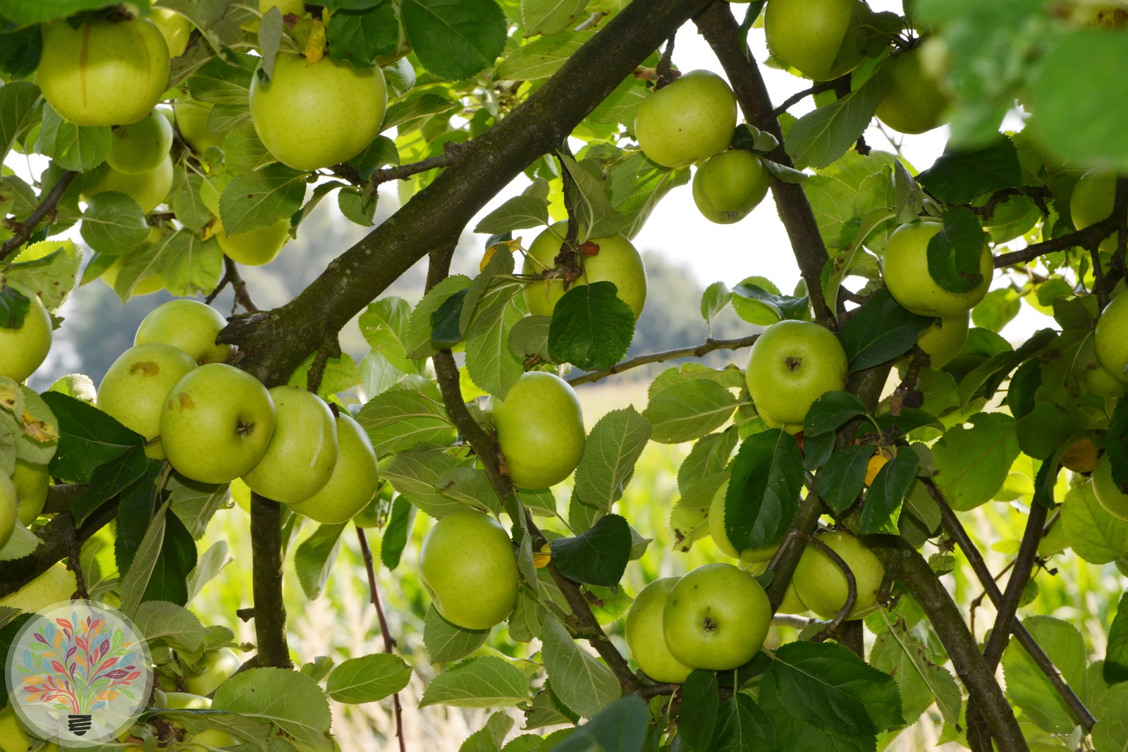 Malus domestica – Afbeelding 18 van 22