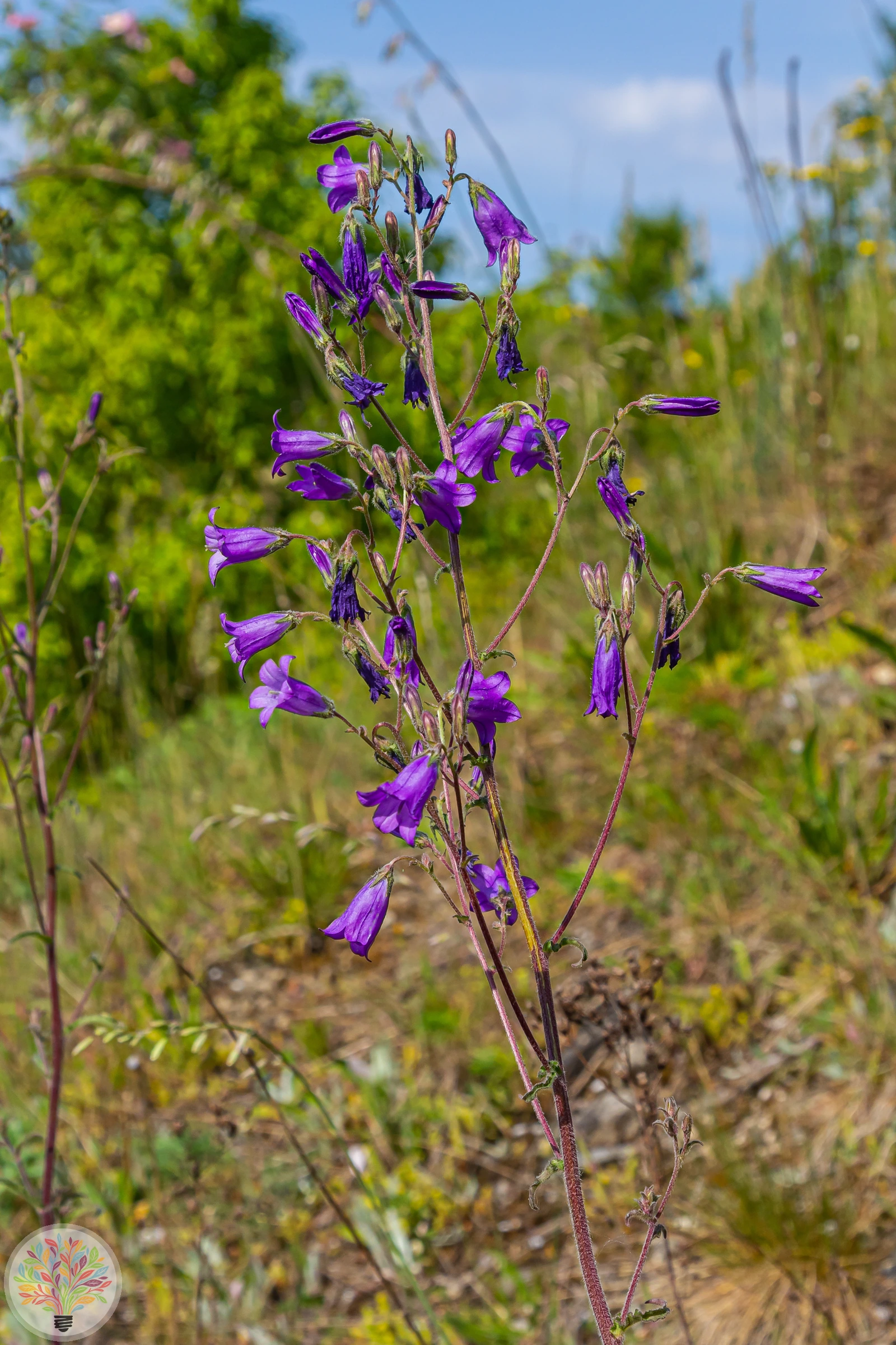 Breitblättrige Glockenblume – Bild 2 von 2