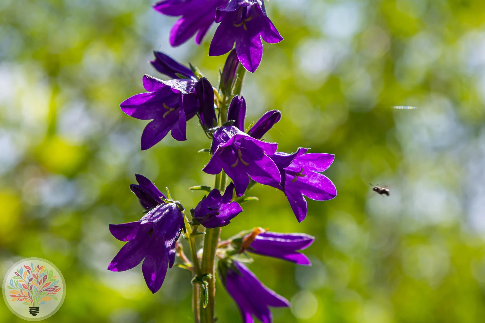 Breitblättrige Glockenblume – Bild 1 von 2