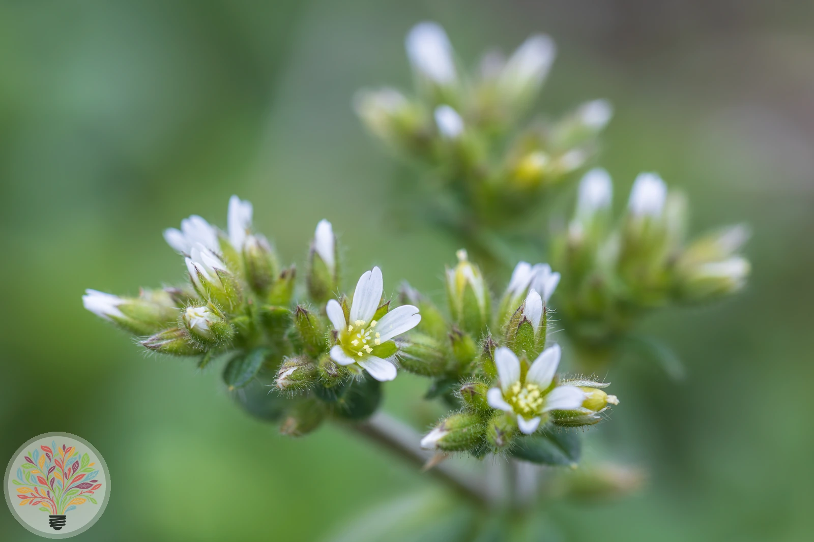 Knäuel-Hornkraut – Bild 3 von 3