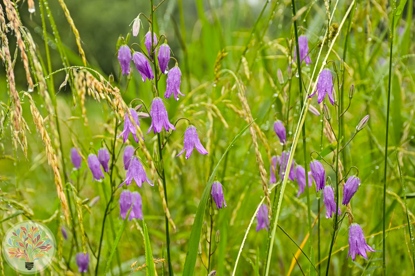 Acker-Glockenblume – Bild 3 von 3