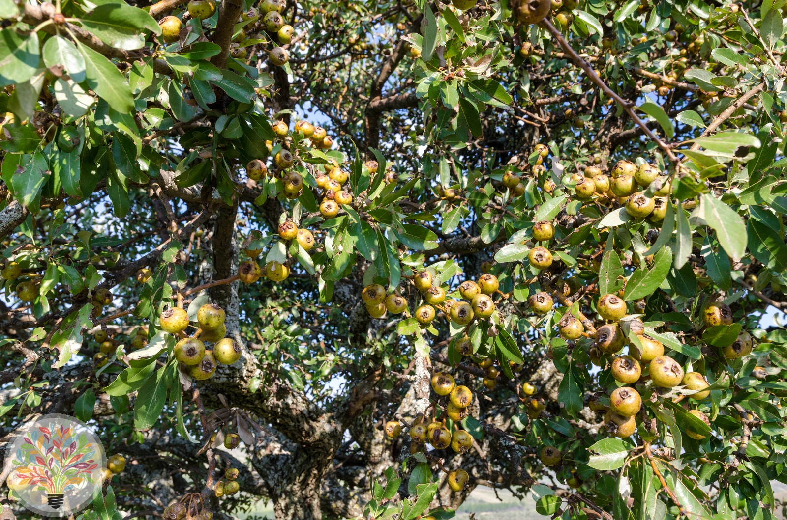 Wild-Birne – Bild 4 von 4