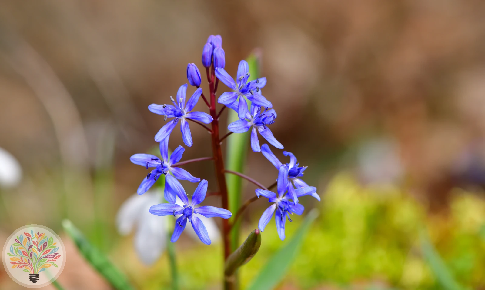 Zweiblättriger Blaustern