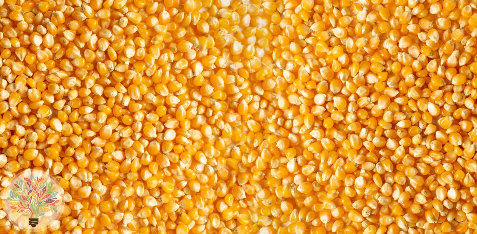 Zea mays – Afbeelding 5 van 6