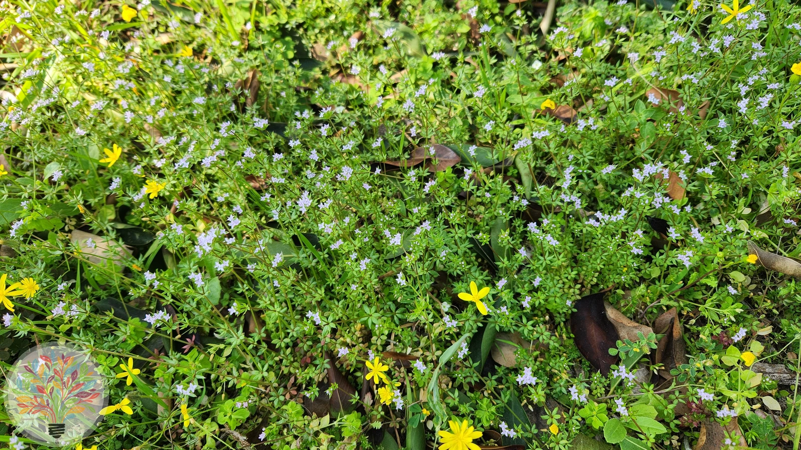 Ackerröte – Bild 3 von 3