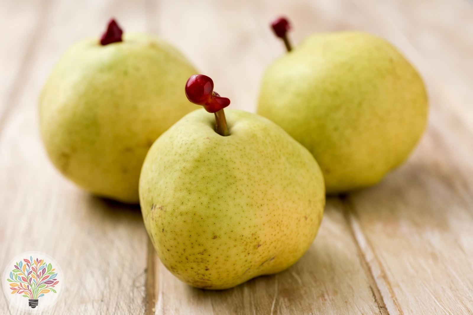 Pyrus communis – Afbeelding 14 van 18