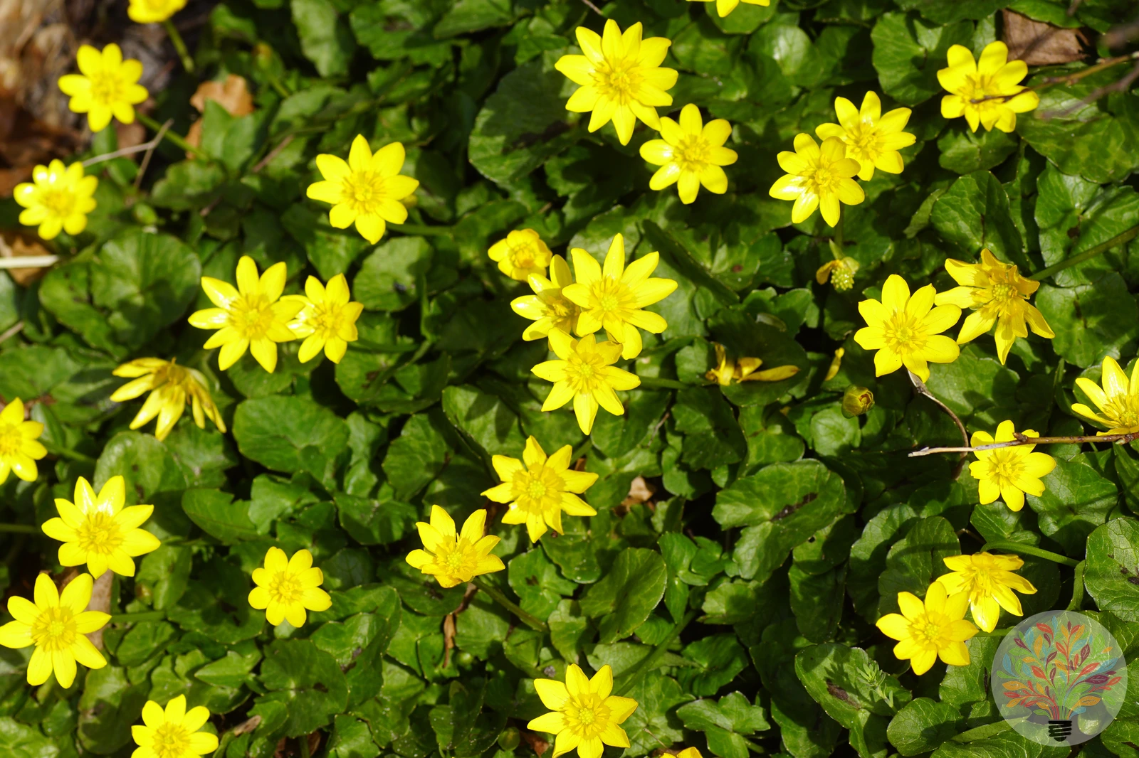 Knöllchen-Scharbockskraut – Bild